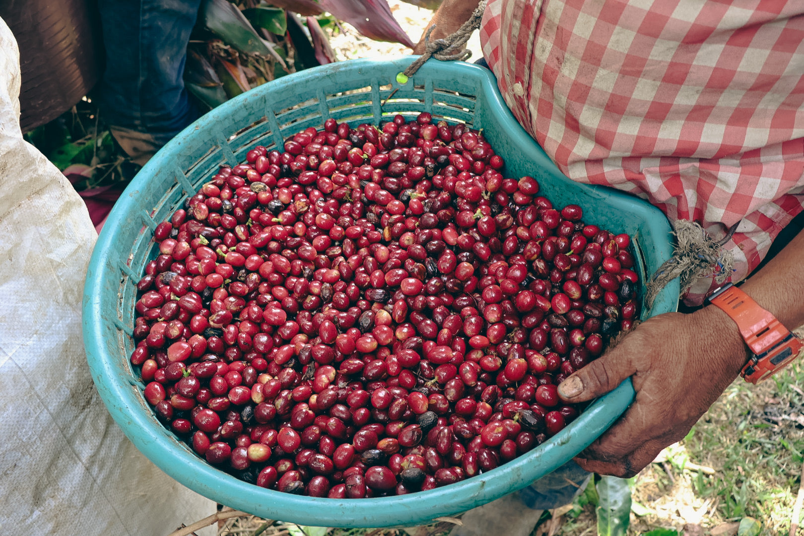 Los Robles, Costa Rica