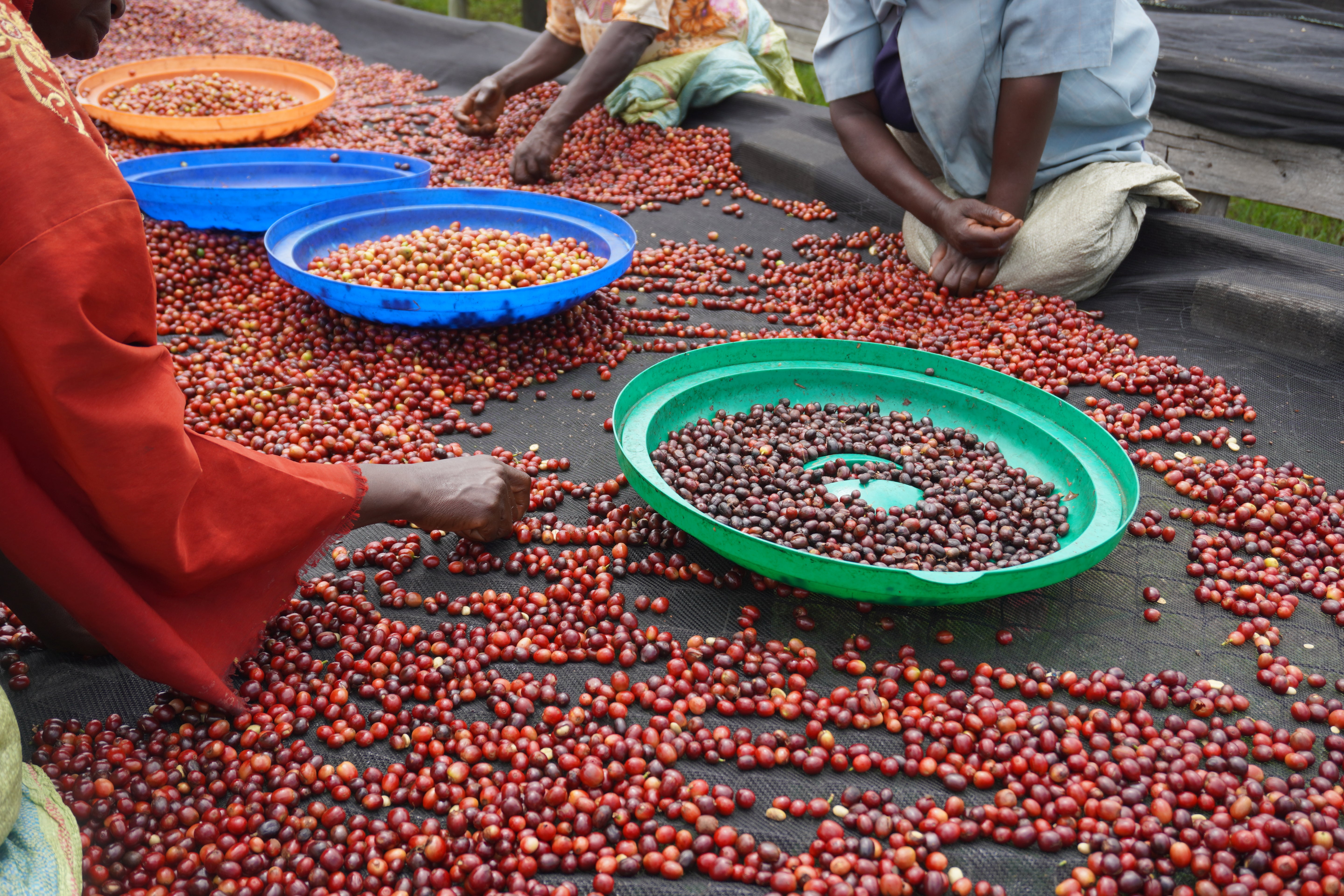 Processing image from the coffee farm in Uganda where our Muki coffee is produced.