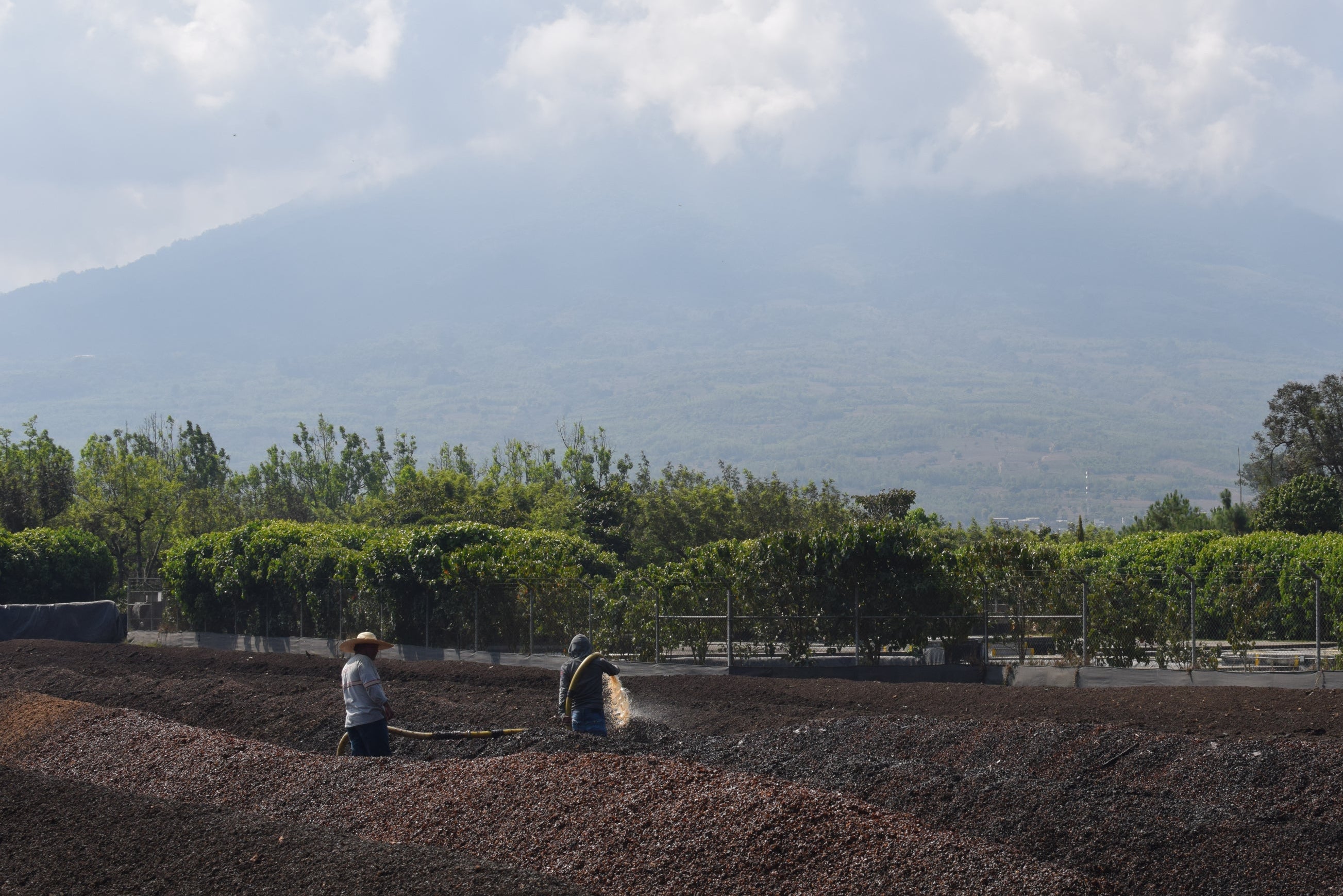 Figgy Pudding, Guatemala