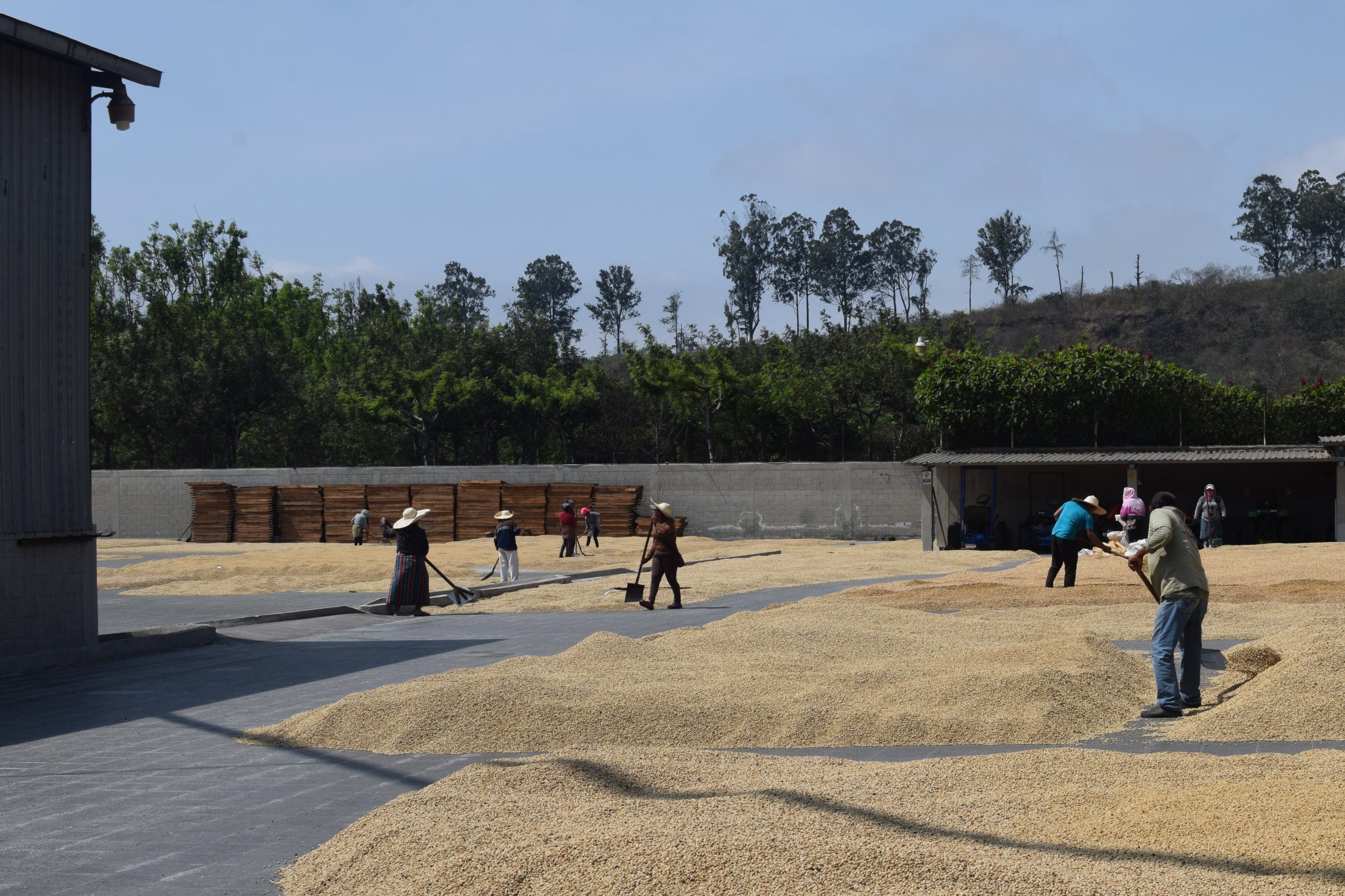 Figgy Pudding, Guatemala