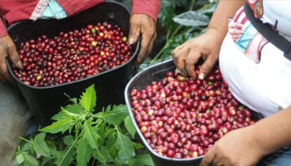 Reforest Espresso