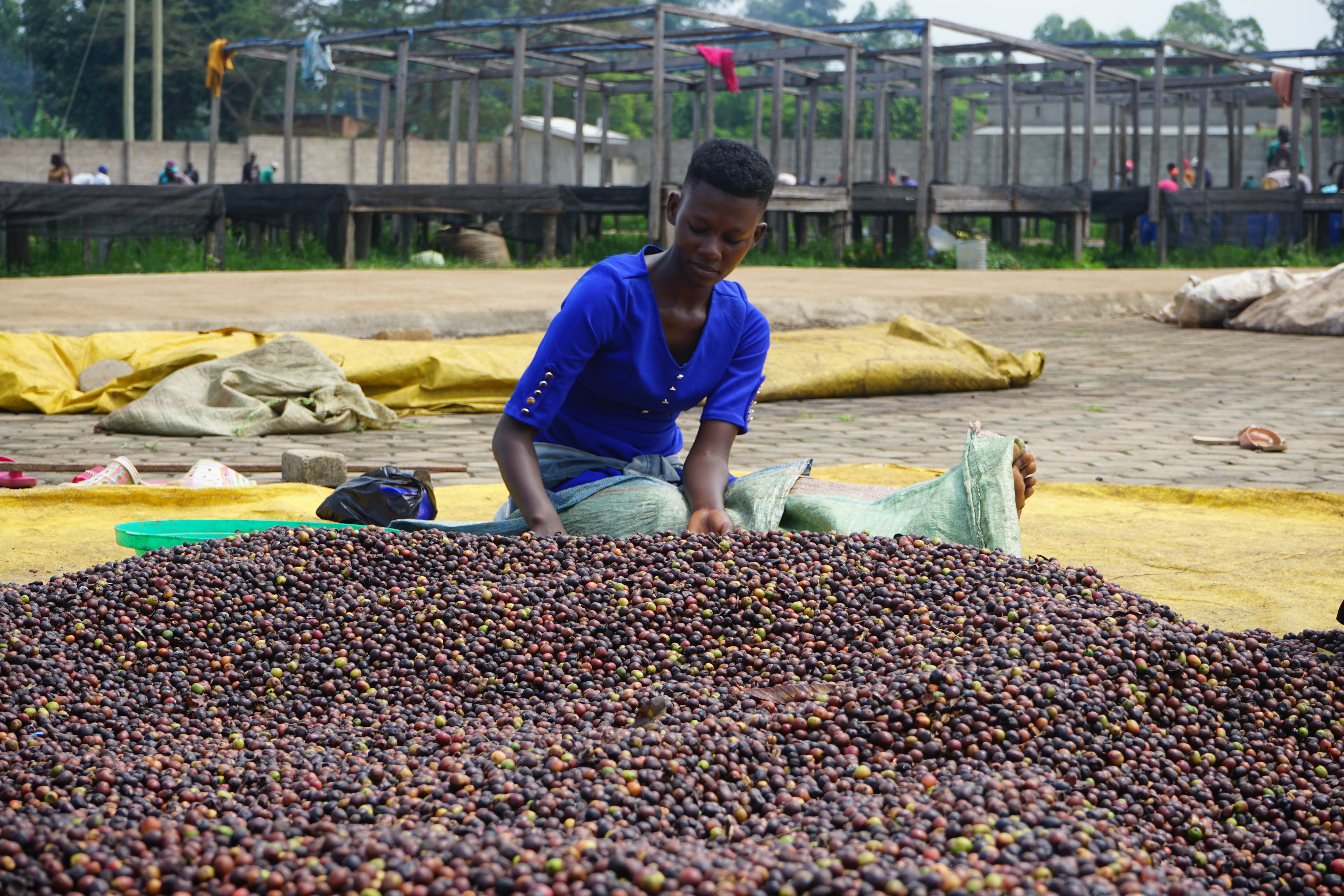 Processing image from the coffee farm in Uganda where our Muki coffee is produced.