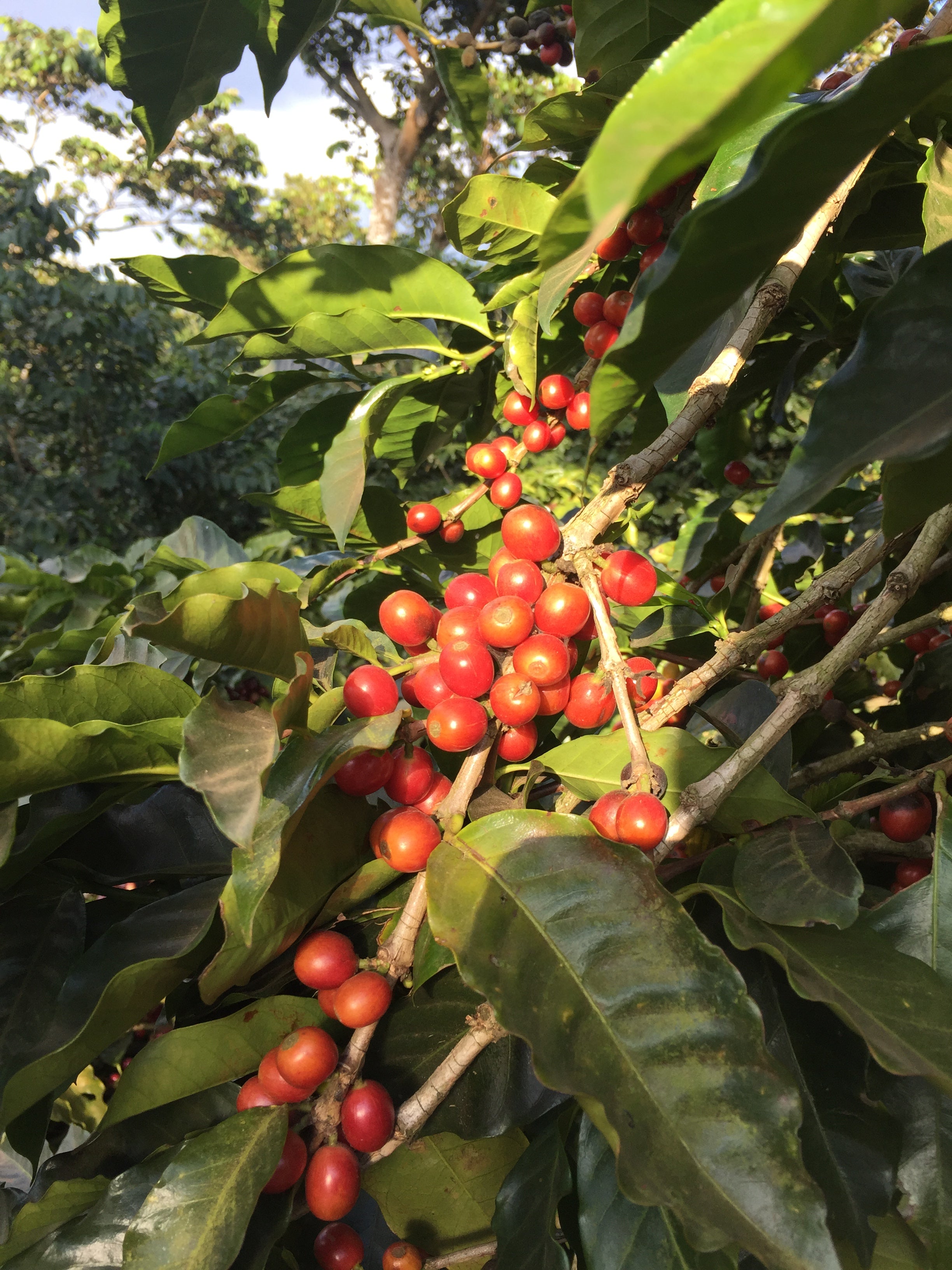 El Carmen Anaerobic, El Salvador
